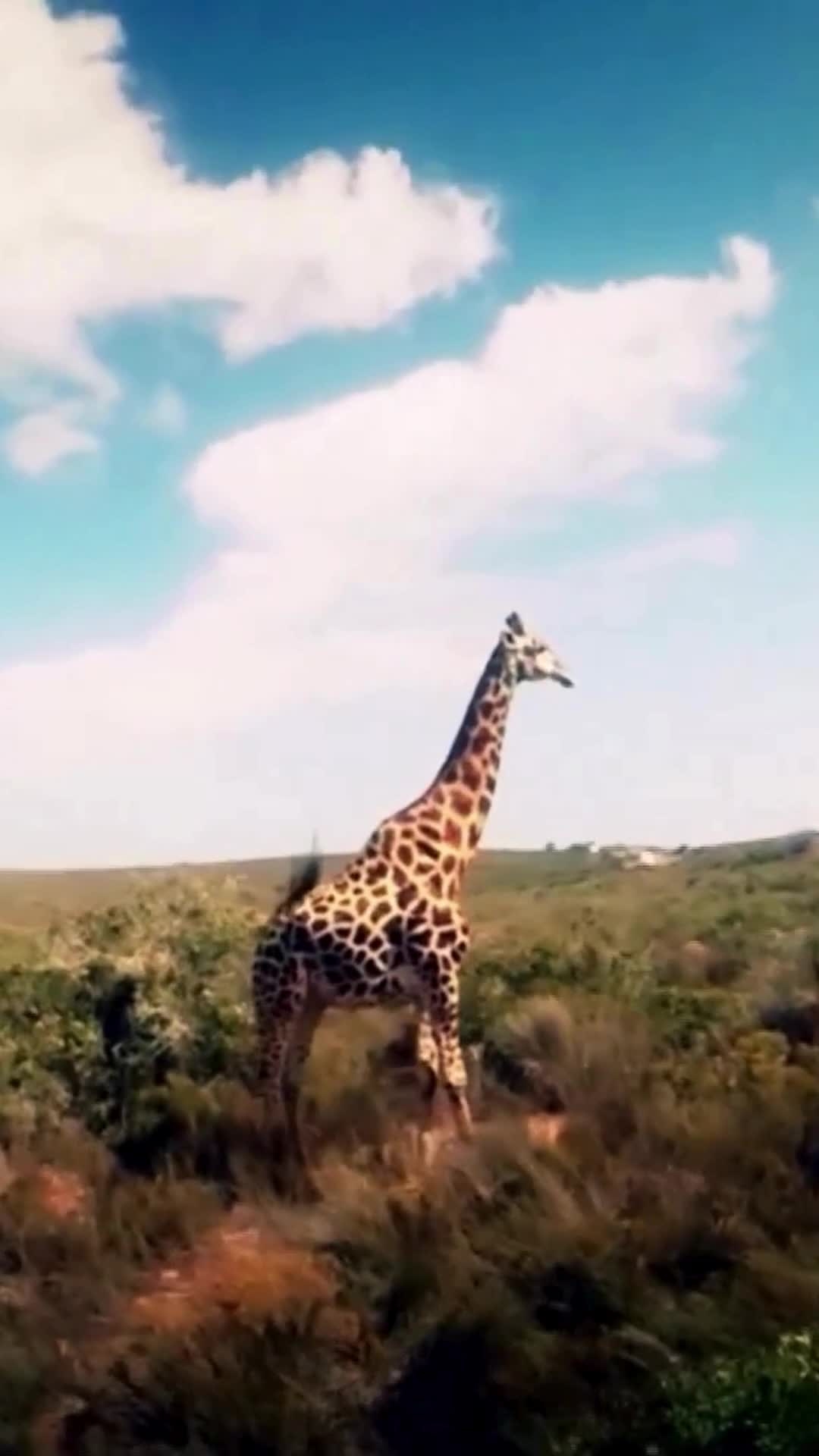 south-africa-hello-bundesliga-from-south-africa-steven-pienaar